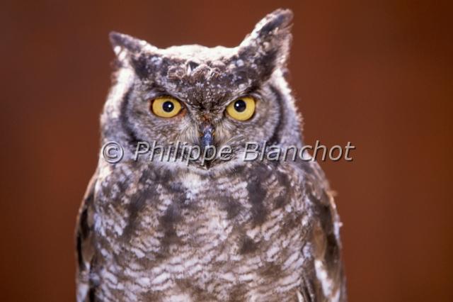 bubo bubo.JPG - Grand duc d'EuropeBubo buboEurasian Eagle-Owl StrigidésFrance